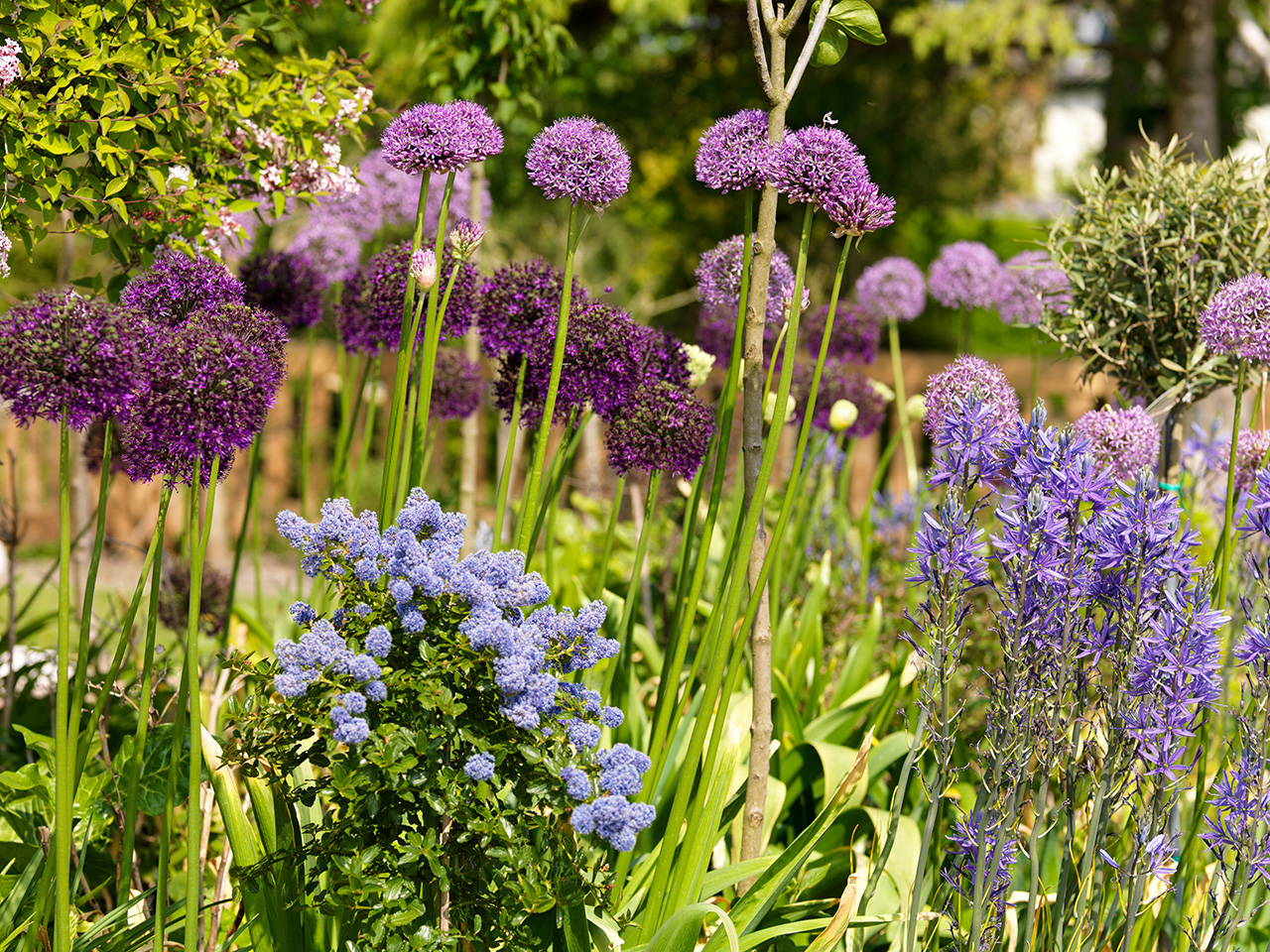 Bloembollen in de tuin