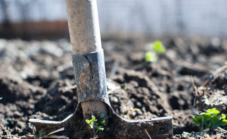 besparen op boodschappen met een moestuin