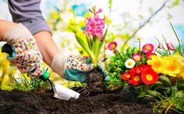 nieuwe planten kopen