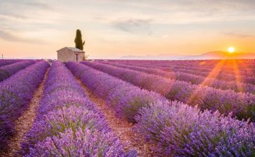 lavendel-etherische-olien