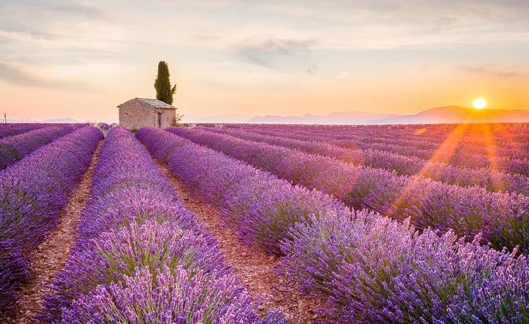 lavendel-etherische-olien