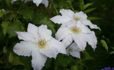 clematis wit