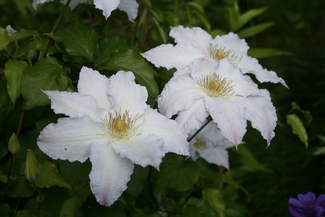 clematis wit