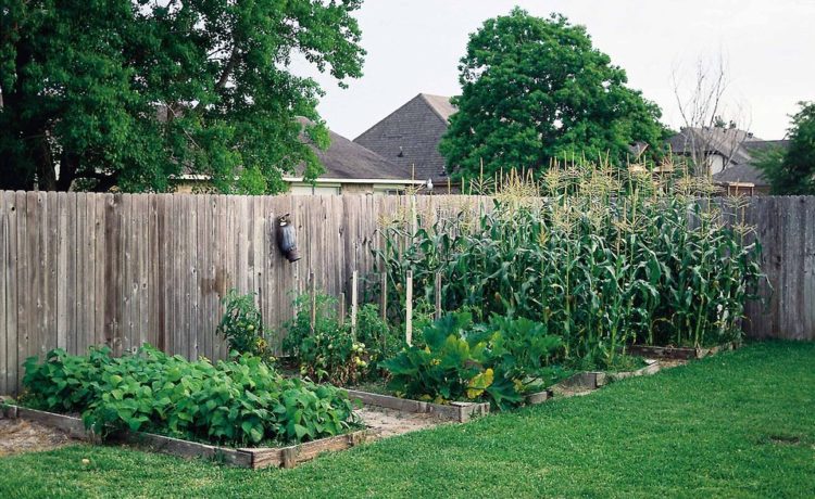 schutting kopen privacy tuin