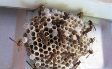 tips weghalen wespennest