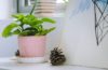 3 tips voor het verzorgen van planten in huis