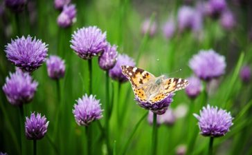 Inspiratie voor een vrolijke en kleurrijke tuin