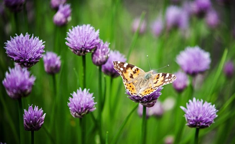 Inspiratie voor een vrolijke en kleurrijke tuin