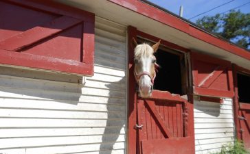 Een paard houden aan huis