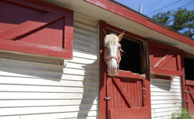 Een paard houden aan huis