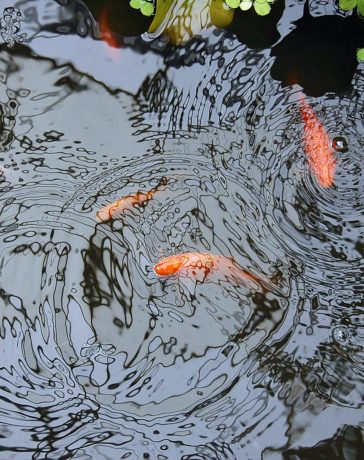 3 tips voor een mooie tuin