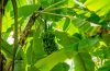Zo verzorg je jouw bananenplant