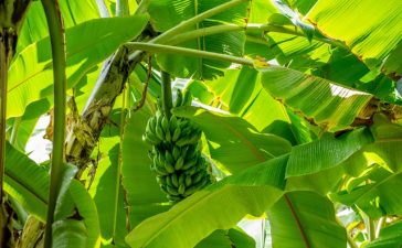 Zo verzorg je jouw bananenplant