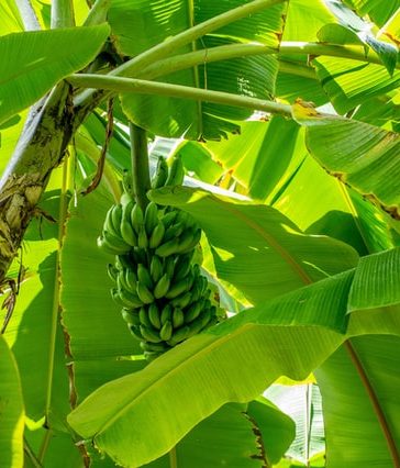 Zo verzorg je jouw bananenplant