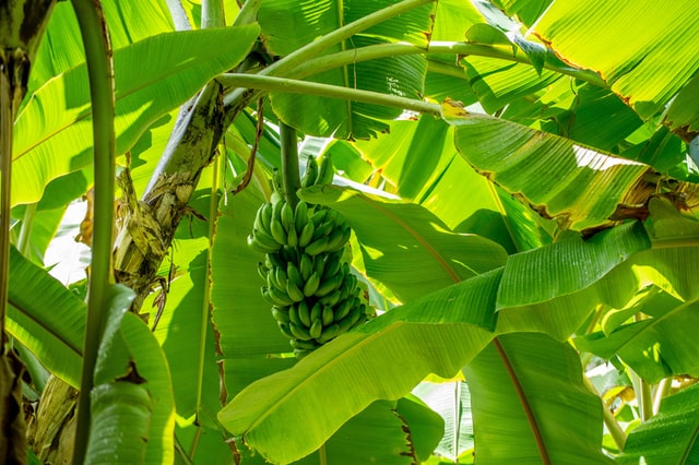 Zo verzorg je jouw bananenplant