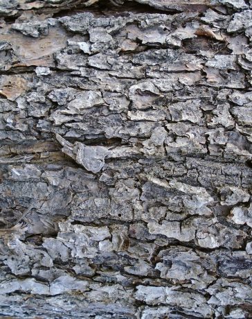 Alle info die jij moet weten over bodembedekkers!