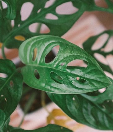 Zo verzorg je de Monstera Adansonii