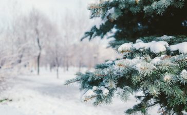Tips om je tuin ook in de winter mooi te houden