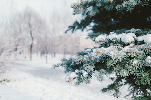 Tips om je tuin ook in de winter mooi te houden