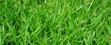 Een nieuw gazon met graszaad