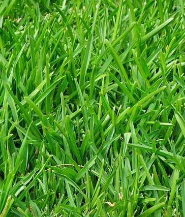 Een nieuw gazon met graszaad