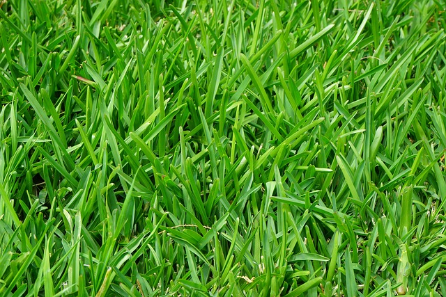 Een nieuw gazon met graszaad